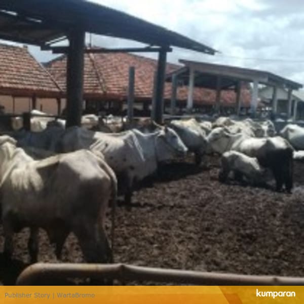 Peternakan Sapi Potong Di Mojokerto - Tenak Sapi Blog